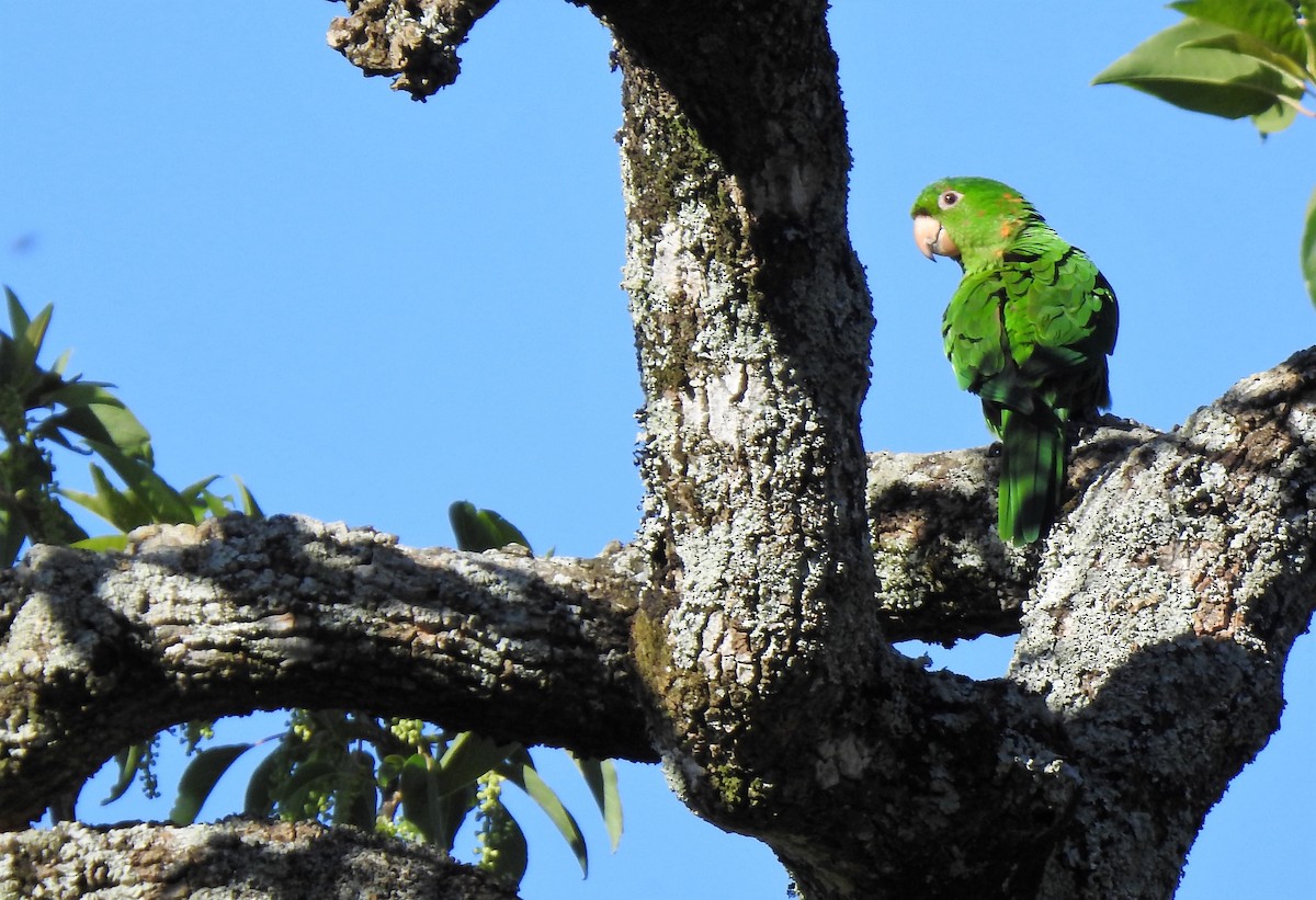 White-eyed Parakeet - ML383473701