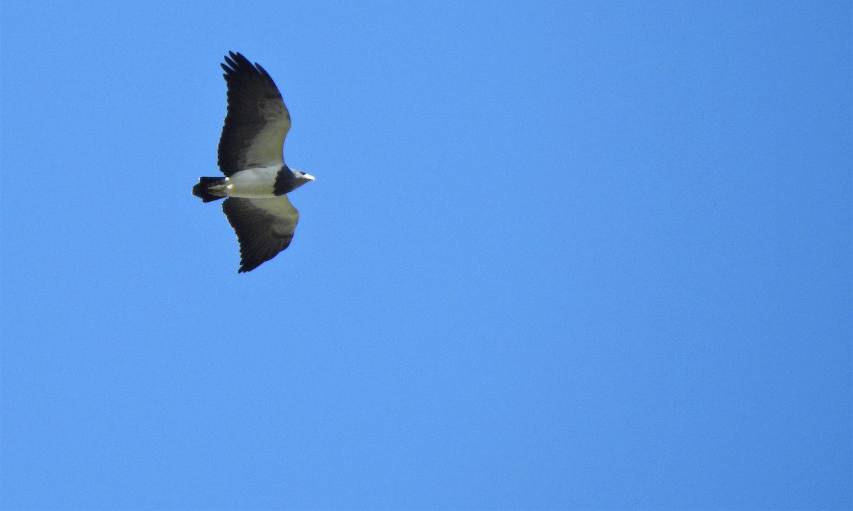 Black-chested Buzzard-Eagle - ML383473931