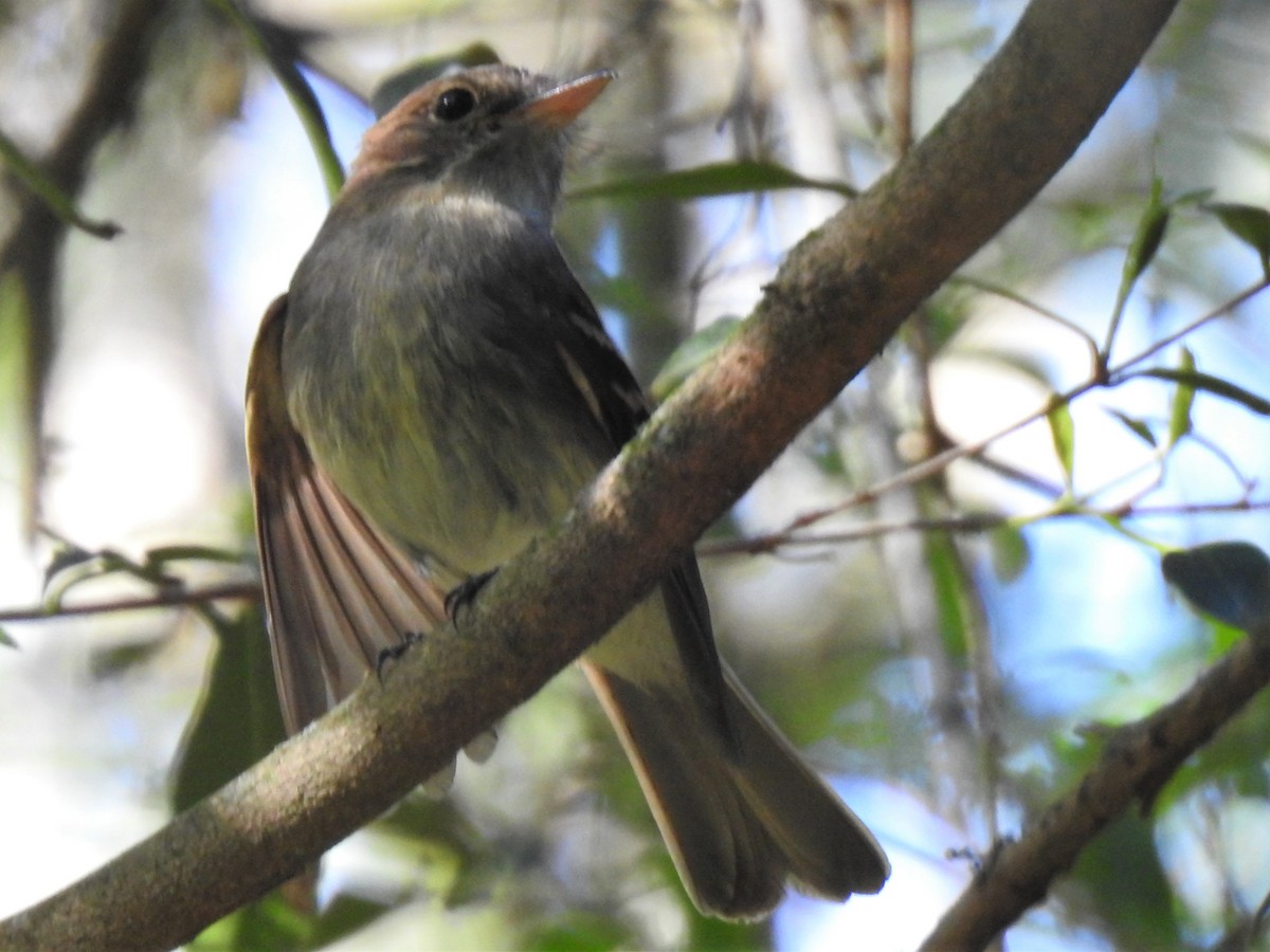 Euler's Flycatcher - ML383474291