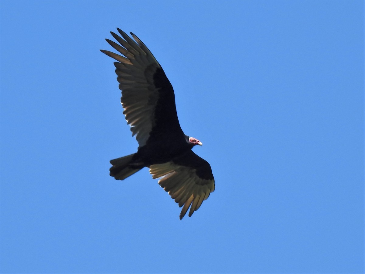 Turkey Vulture - ML383474351