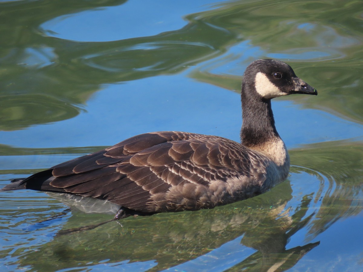 Cackling Goose - ML383475061