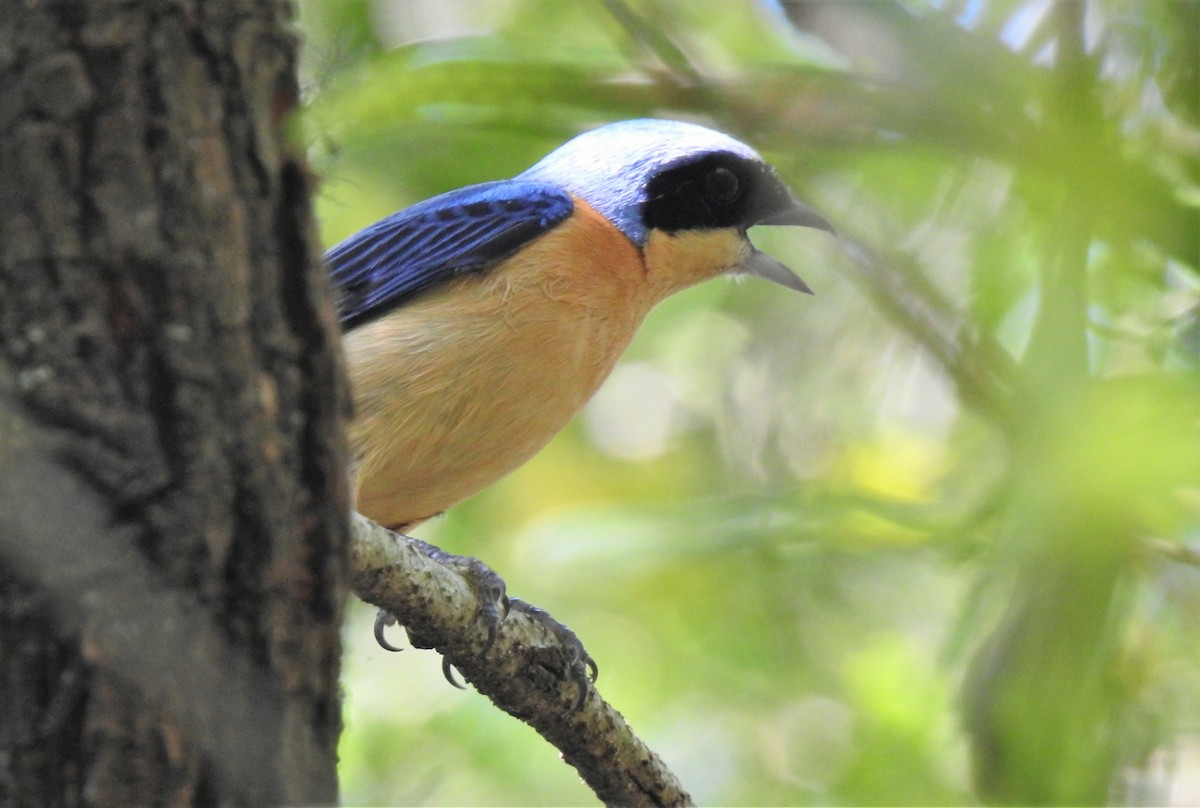 Fawn-breasted Tanager - ML383475271