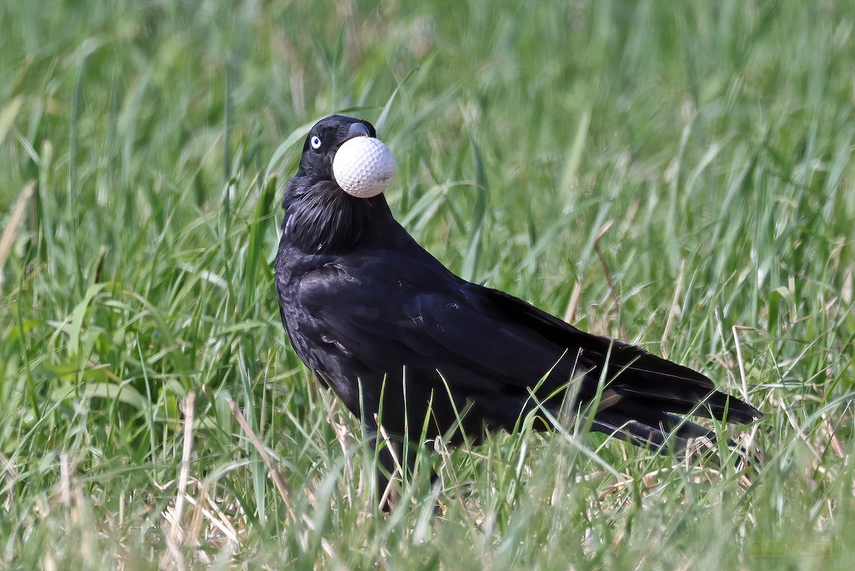 Australian Raven - ML383475941