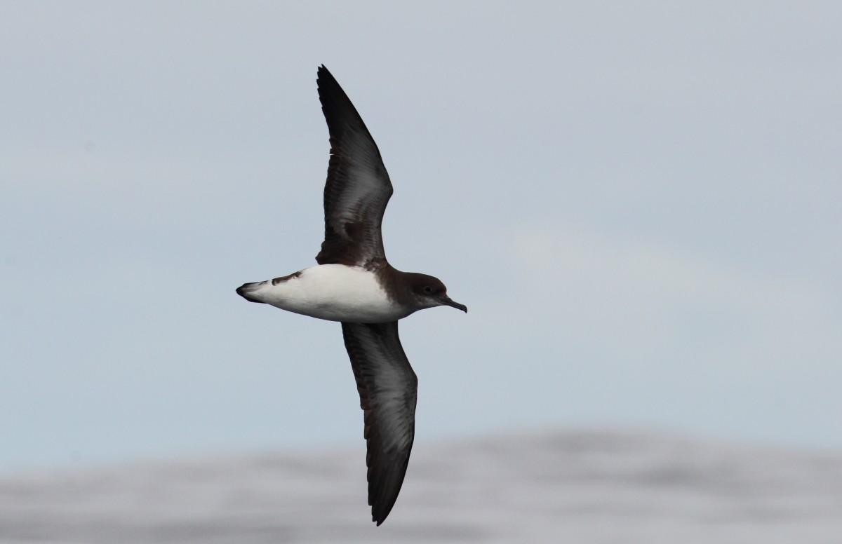 Hutton's Shearwater - ML38347601