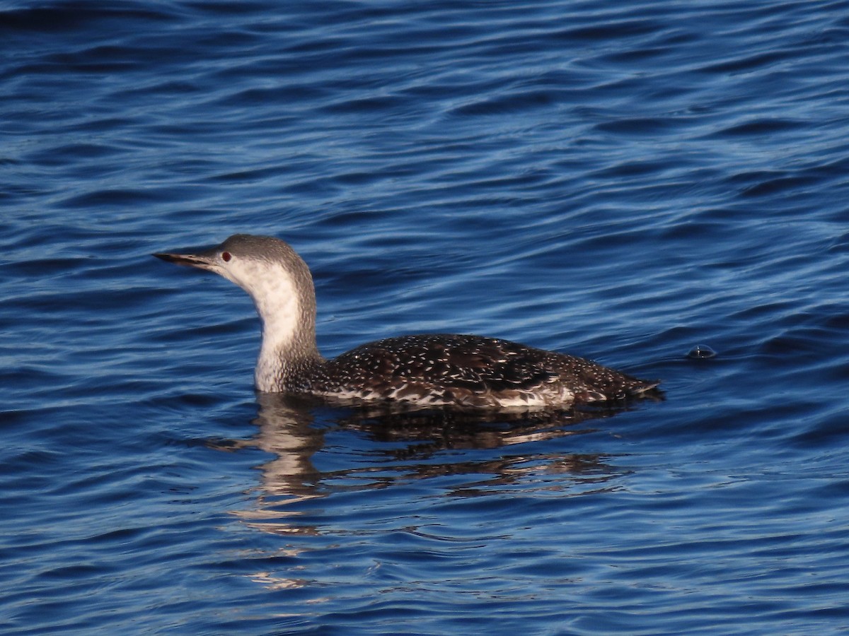 Red-throated Loon - ML383477071