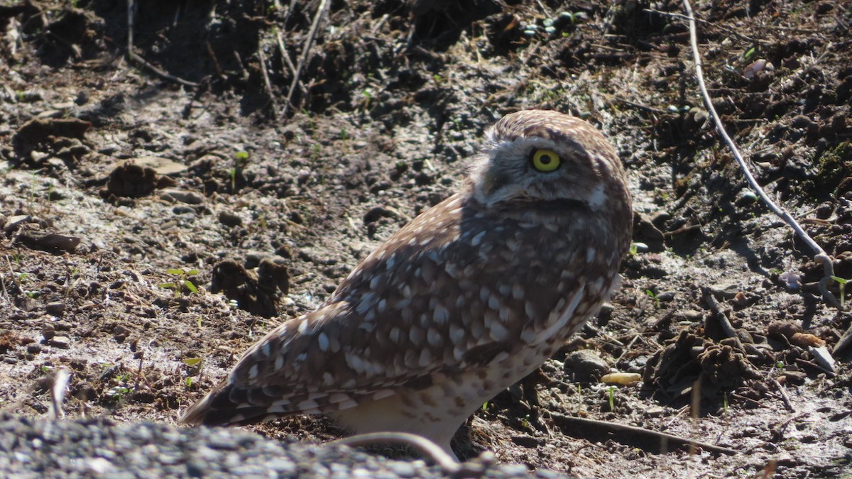 Burrowing Owl - ML383477801