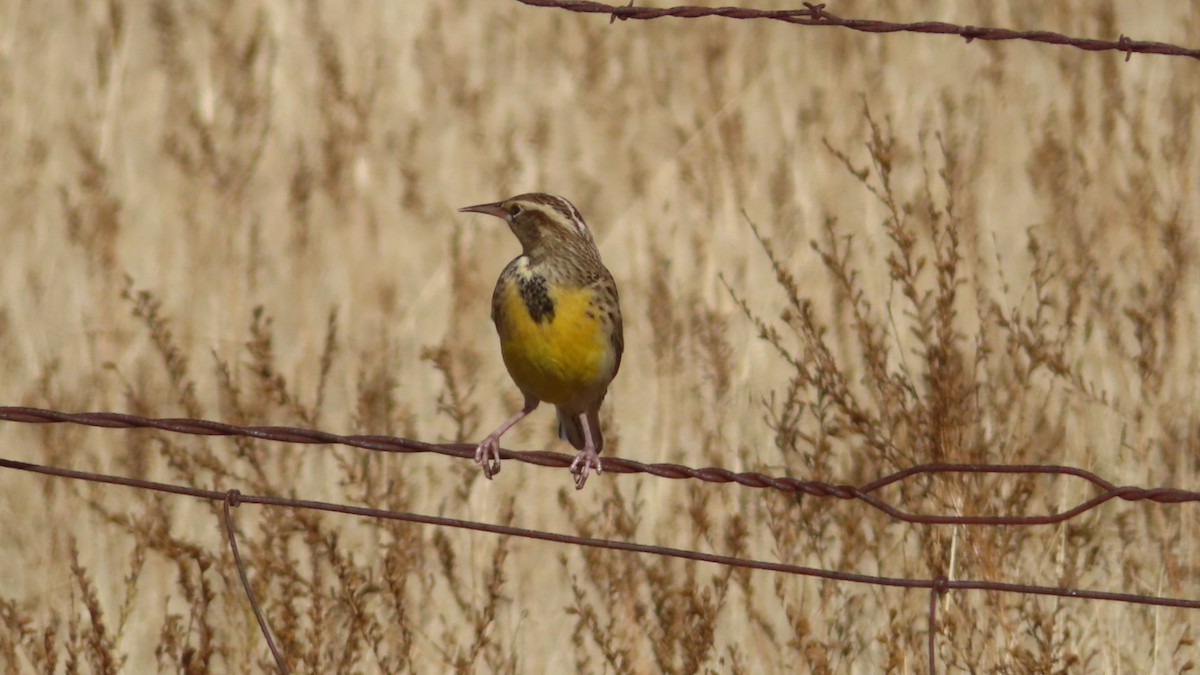 Western Meadowlark - ML383478011