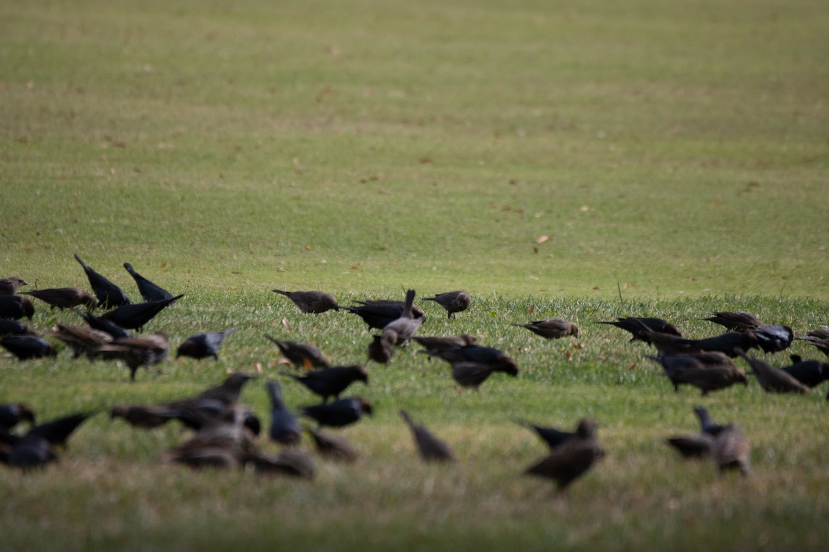 Brown-headed Cowbird - ML383478061