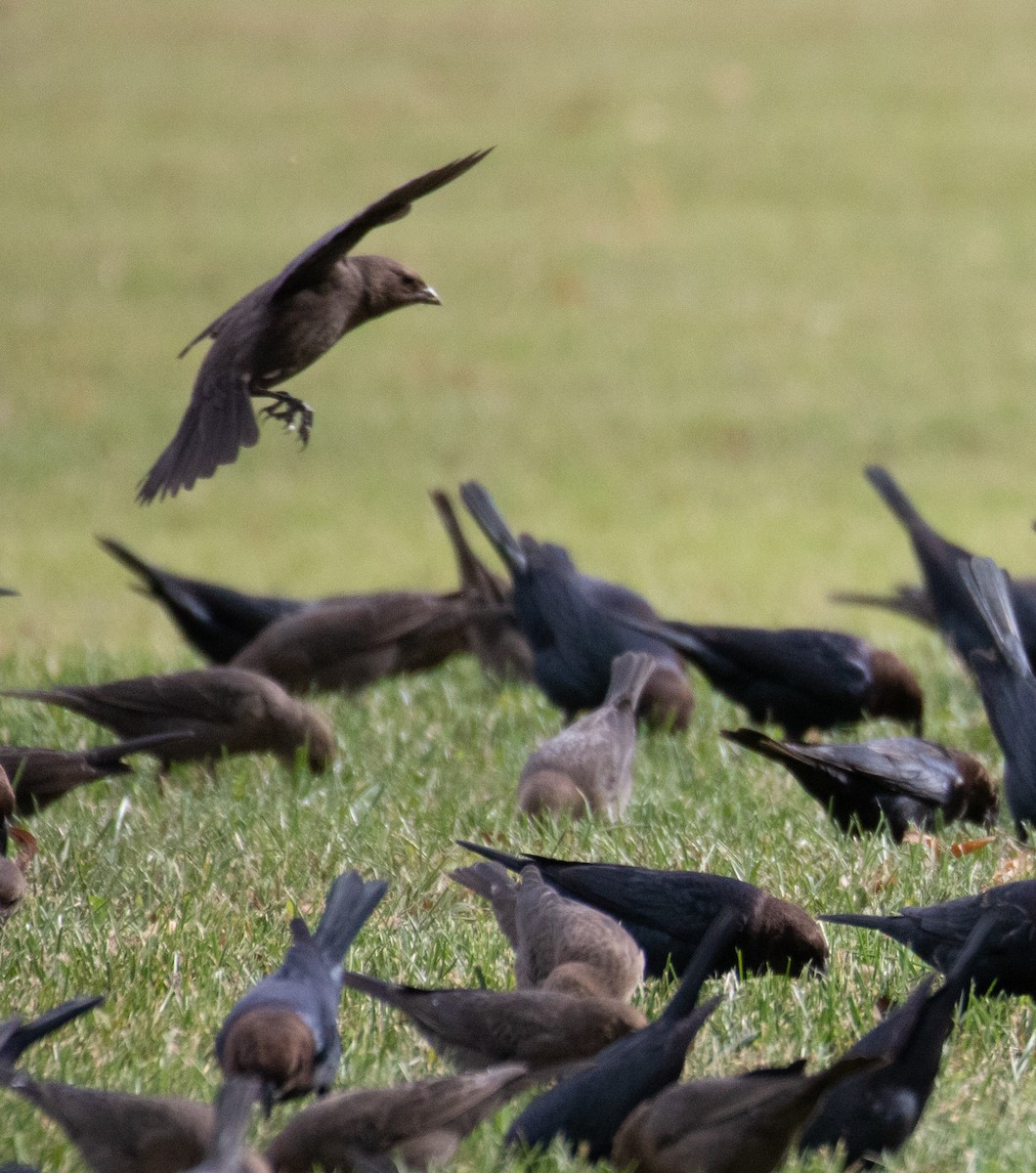 Brown-headed Cowbird - ML383478071