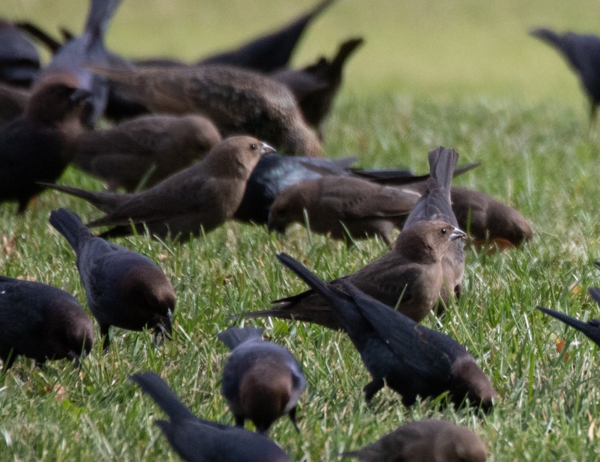 Brown-headed Cowbird - Kelly Krechmer