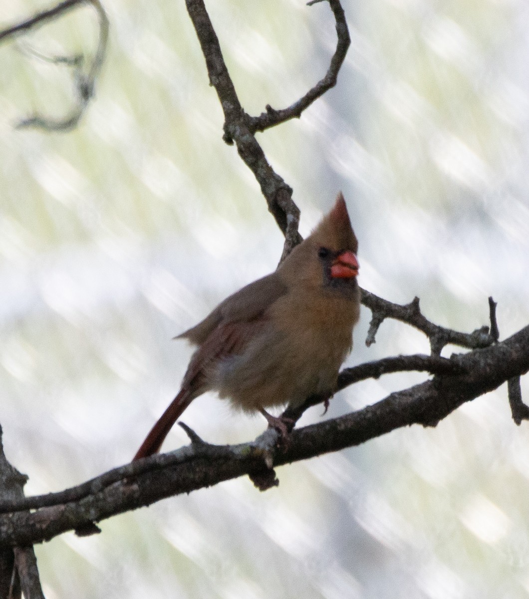 Cardinal rouge - ML383478111