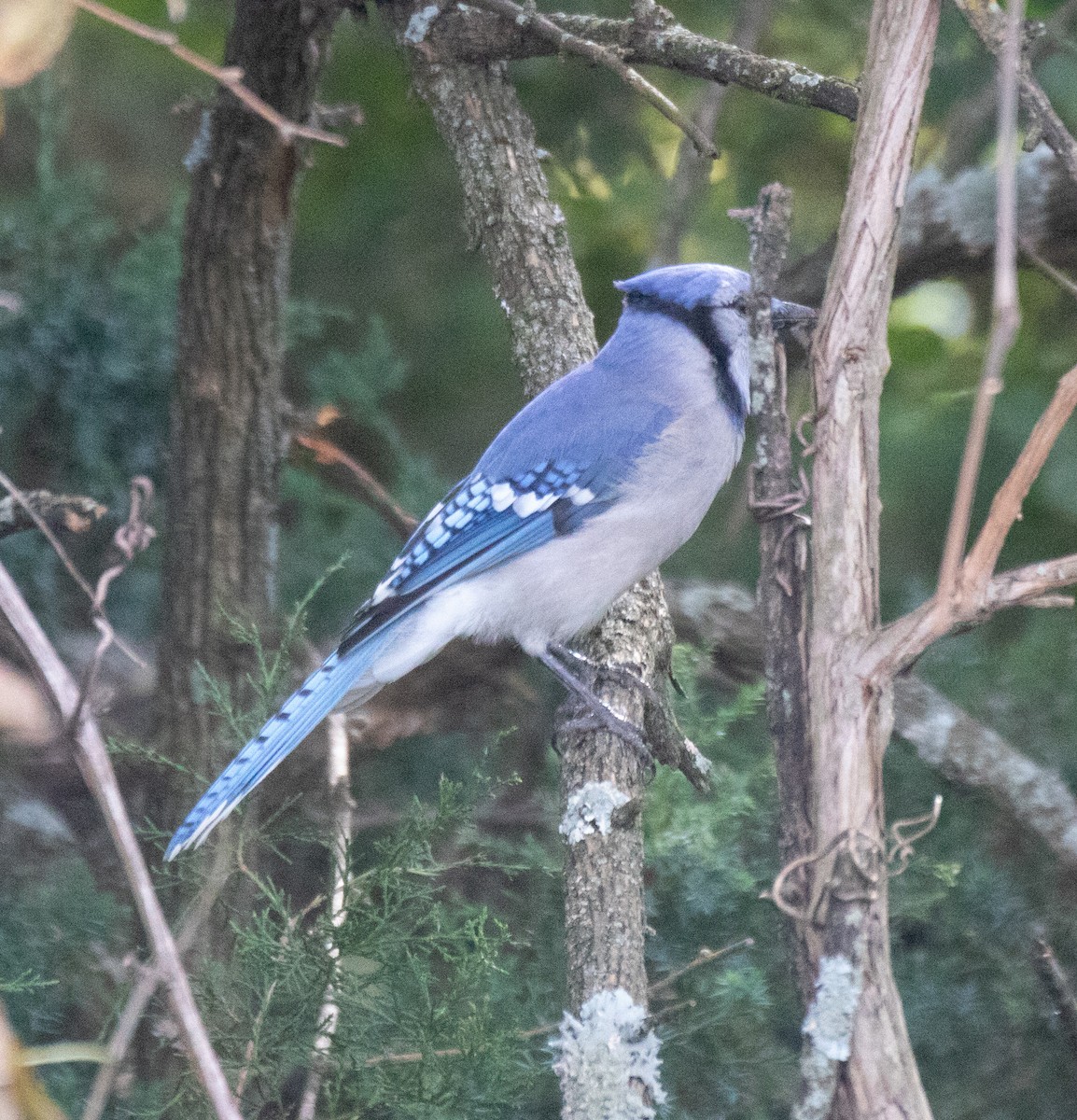 Blue Jay - ML383478201