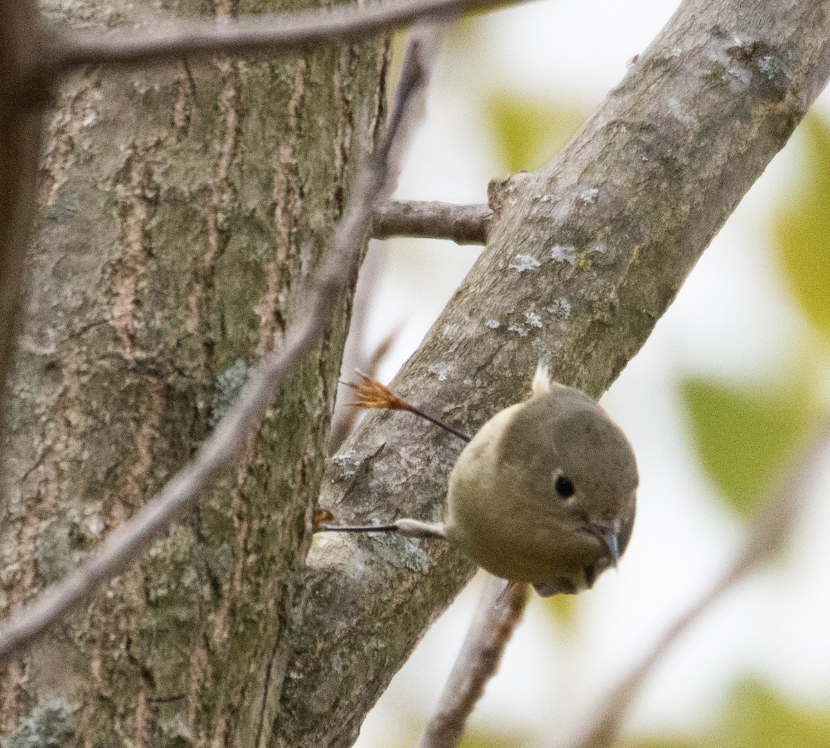 Ruby-crowned Kinglet - ML383478281