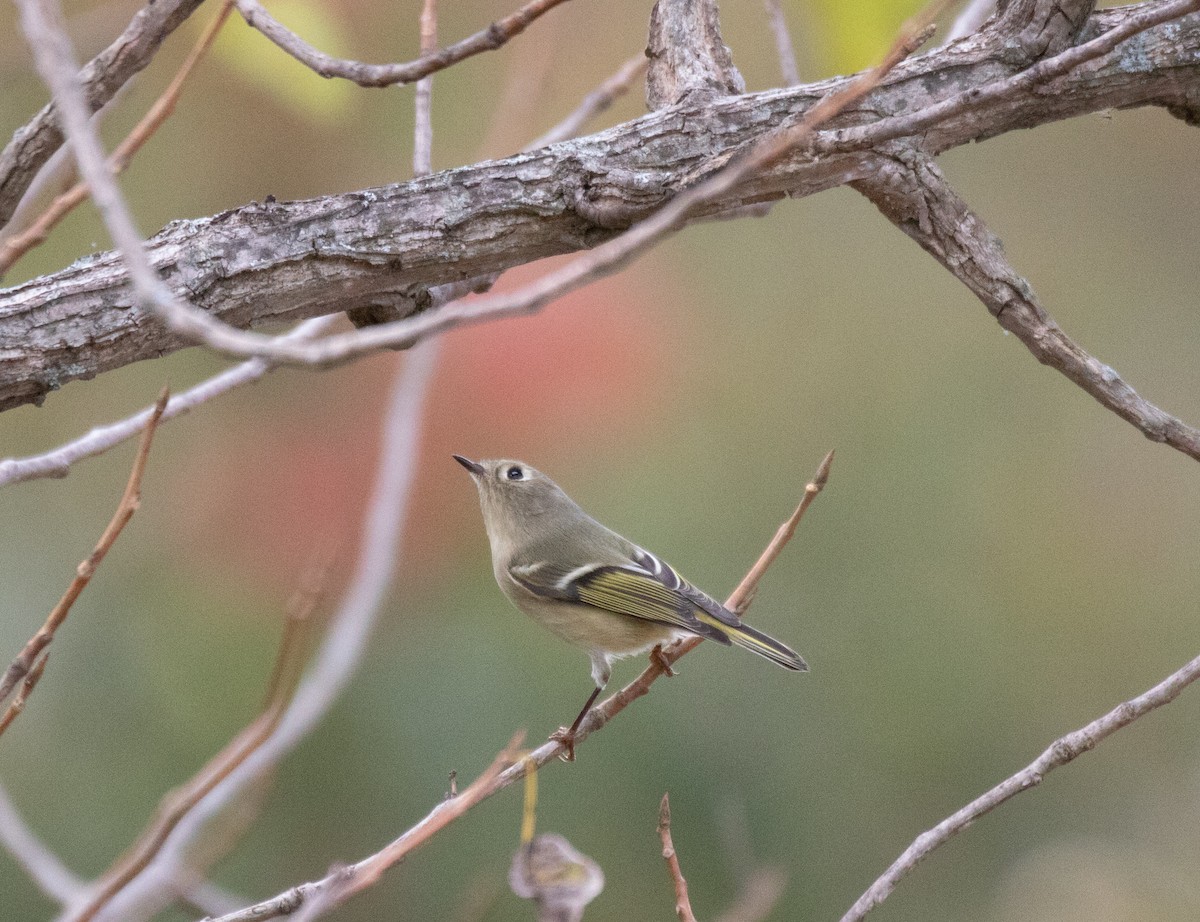 Ruby-crowned Kinglet - ML383478301