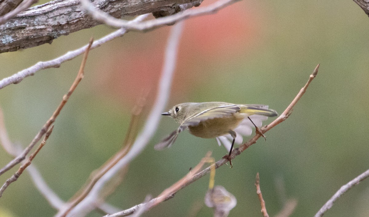 Ruby-crowned Kinglet - ML383478311