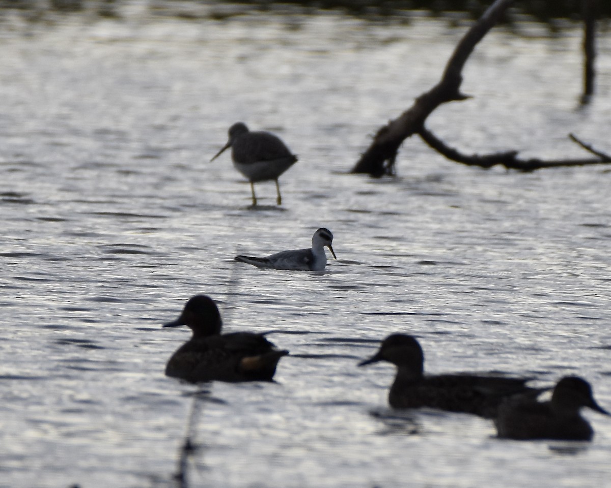 polarsvømmesnipe - ML383478811