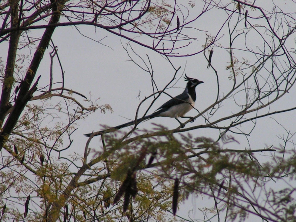 Black-throated Magpie-Jay - ML383480261