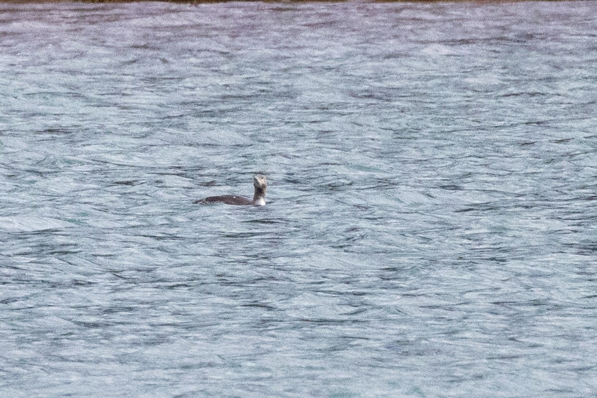 Red-throated Loon - Andrew Hart