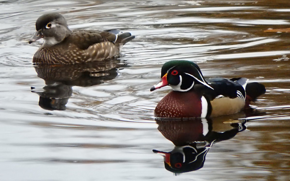 Wood Duck - ML383481631