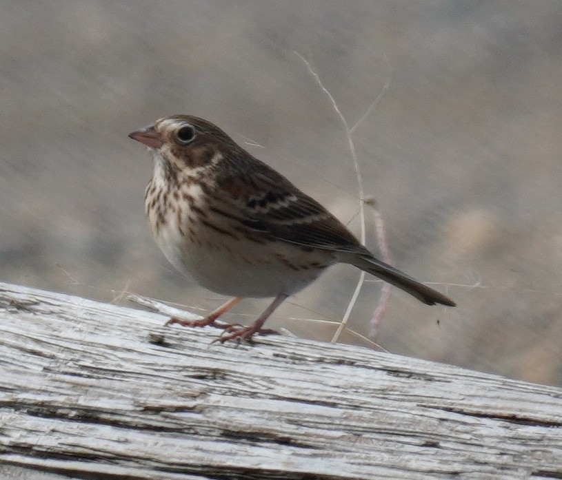 Vesper Sparrow - Gary Fogerite