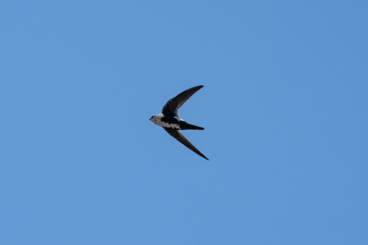 White-throated Swift - ML383485001