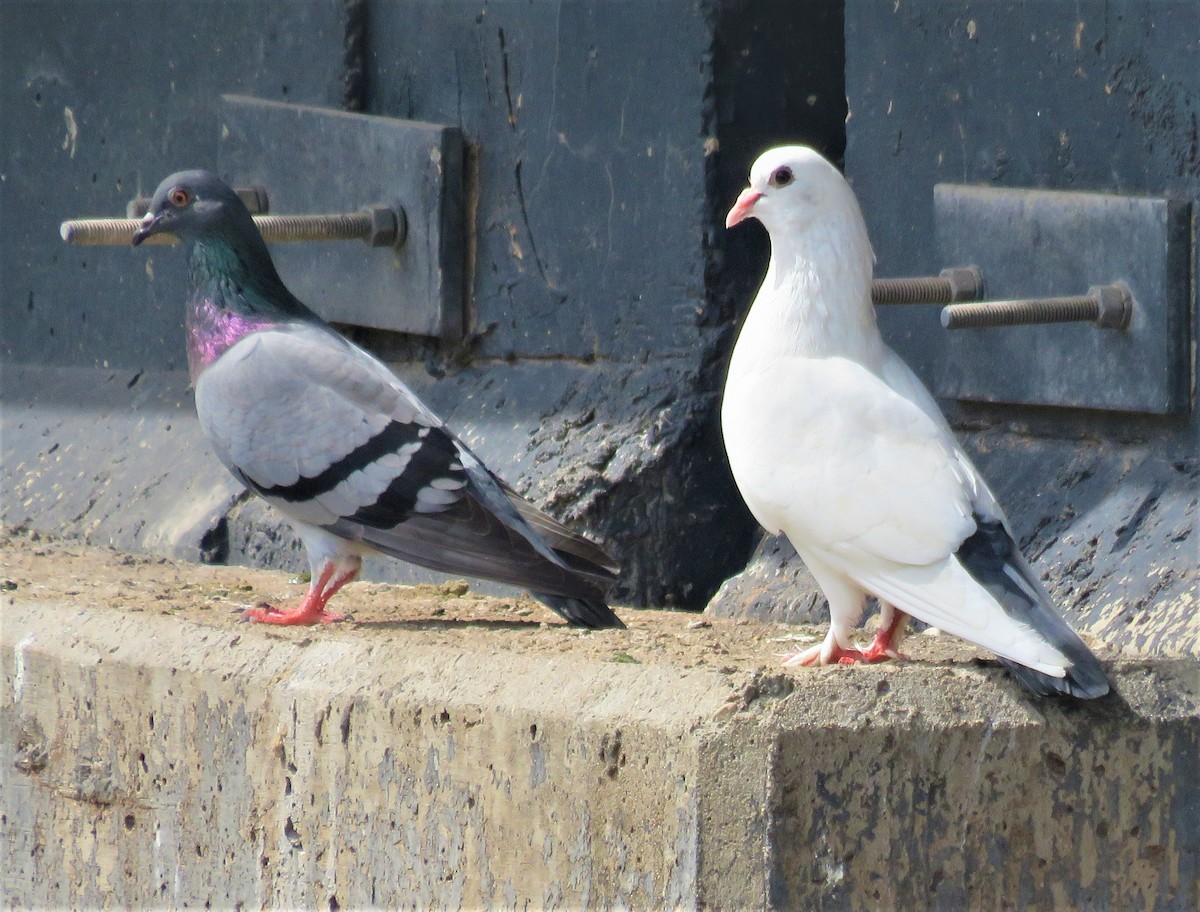 Сизый голубь (Одомашненного типа) - ML383486471
