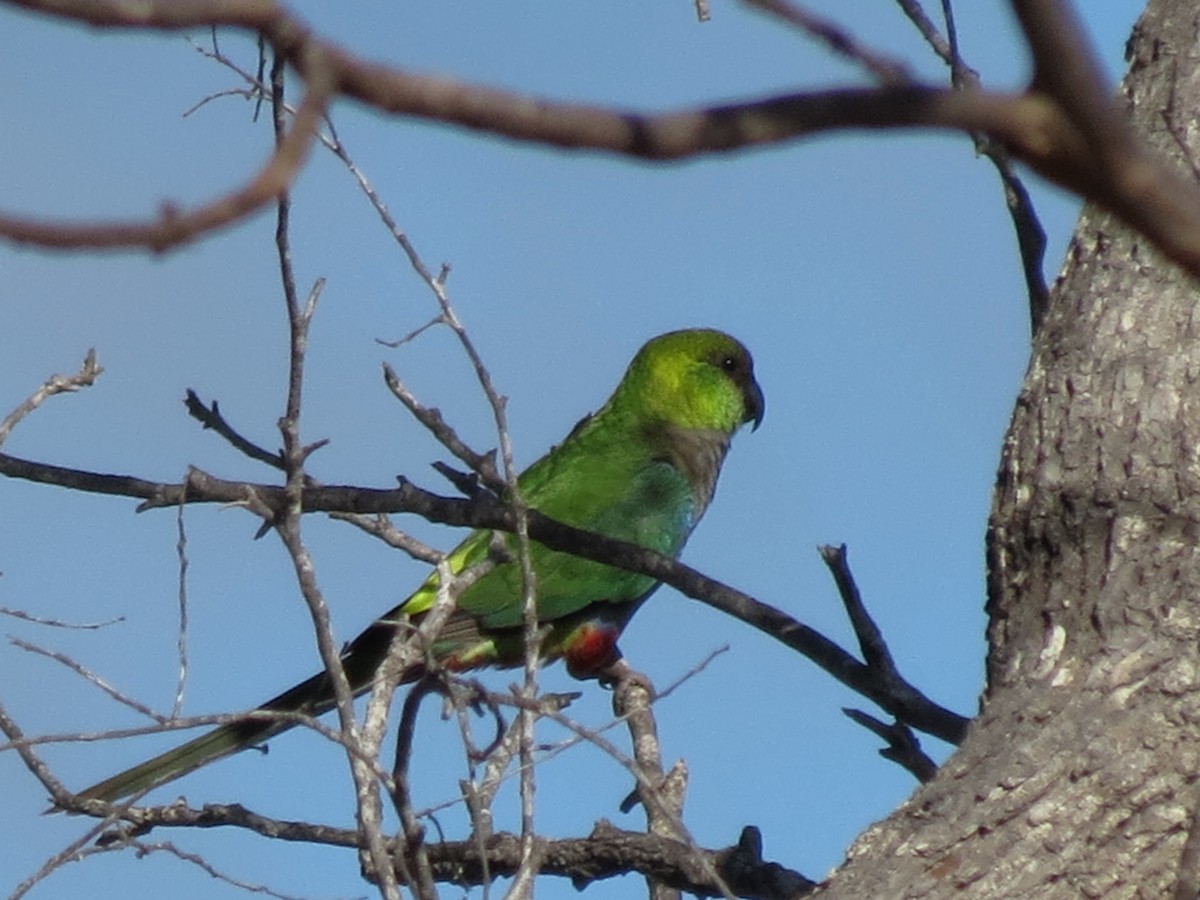 Red-capped Parrot - Kevin Schwartz