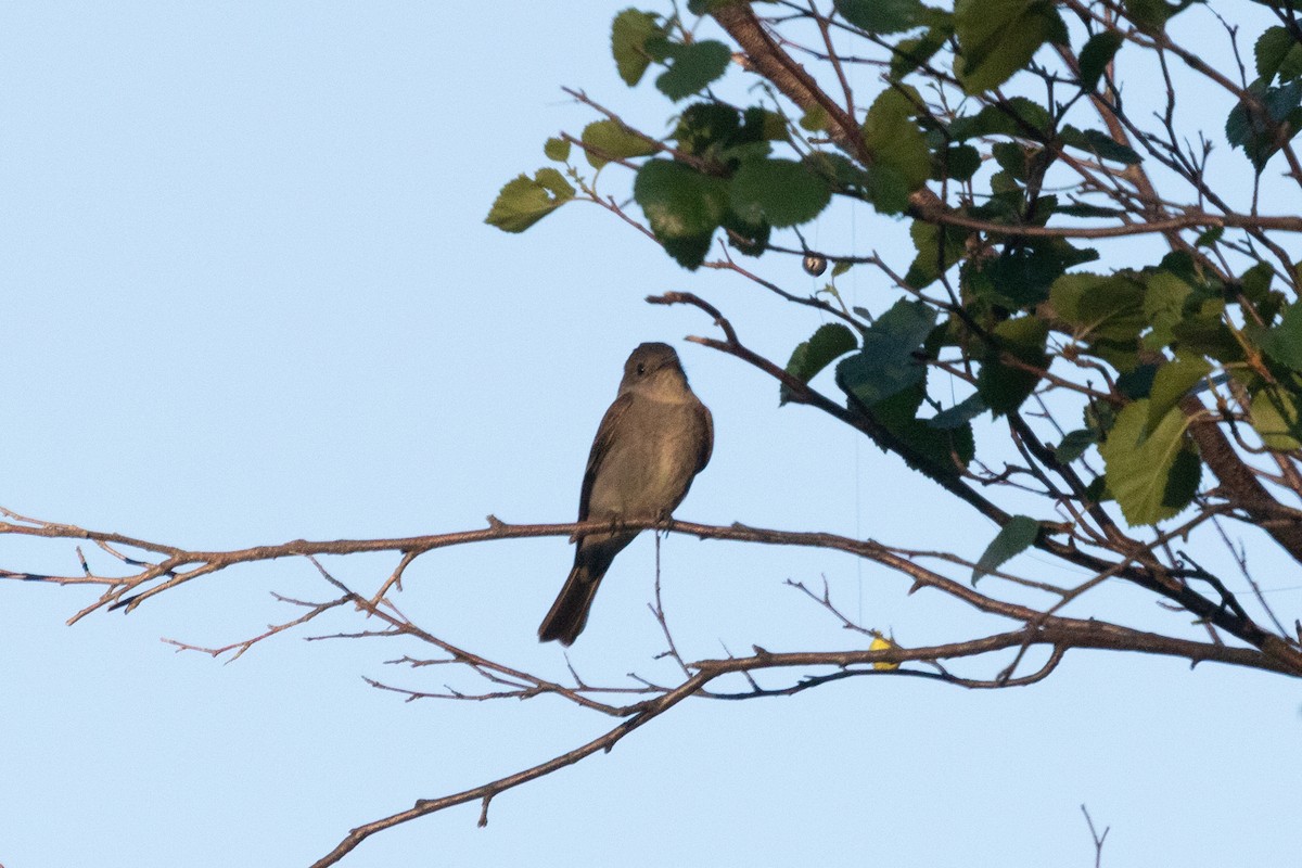 Western Wood-Pewee - Rebecca Marschall