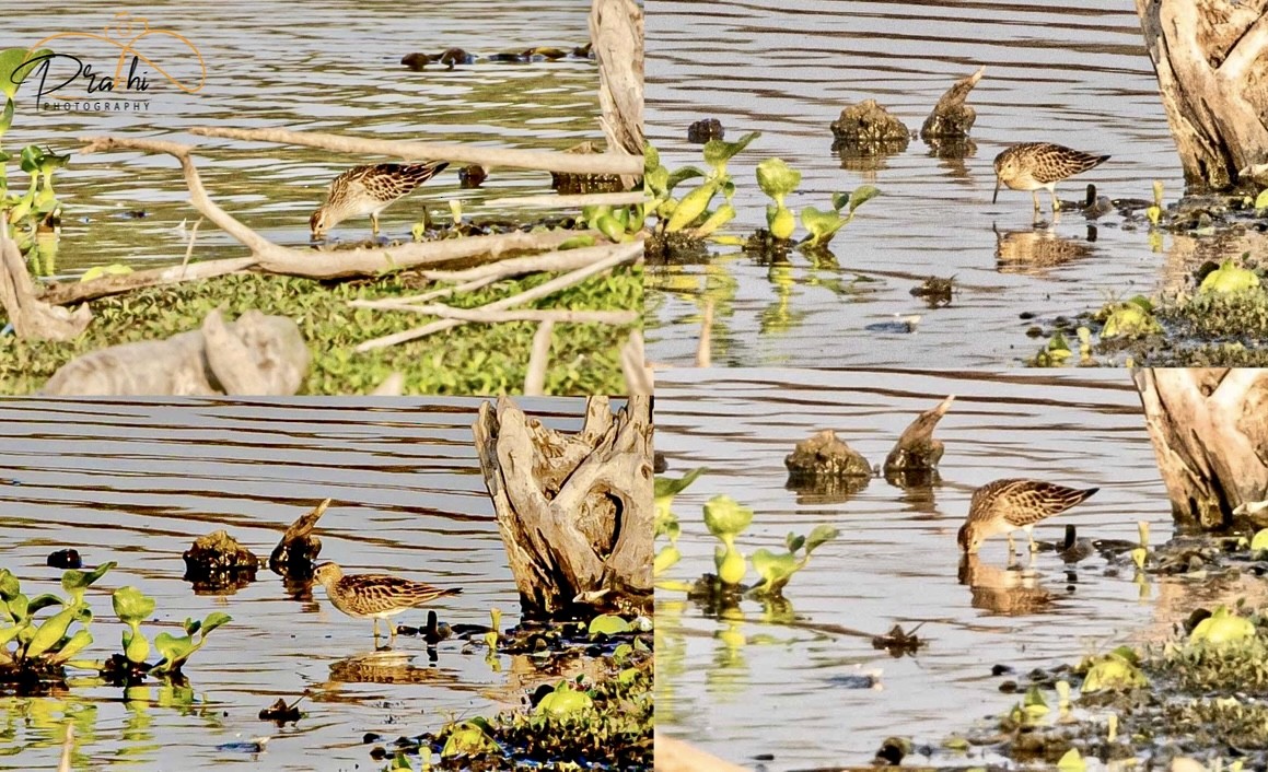 Pectoral Sandpiper - Prabhakar T P