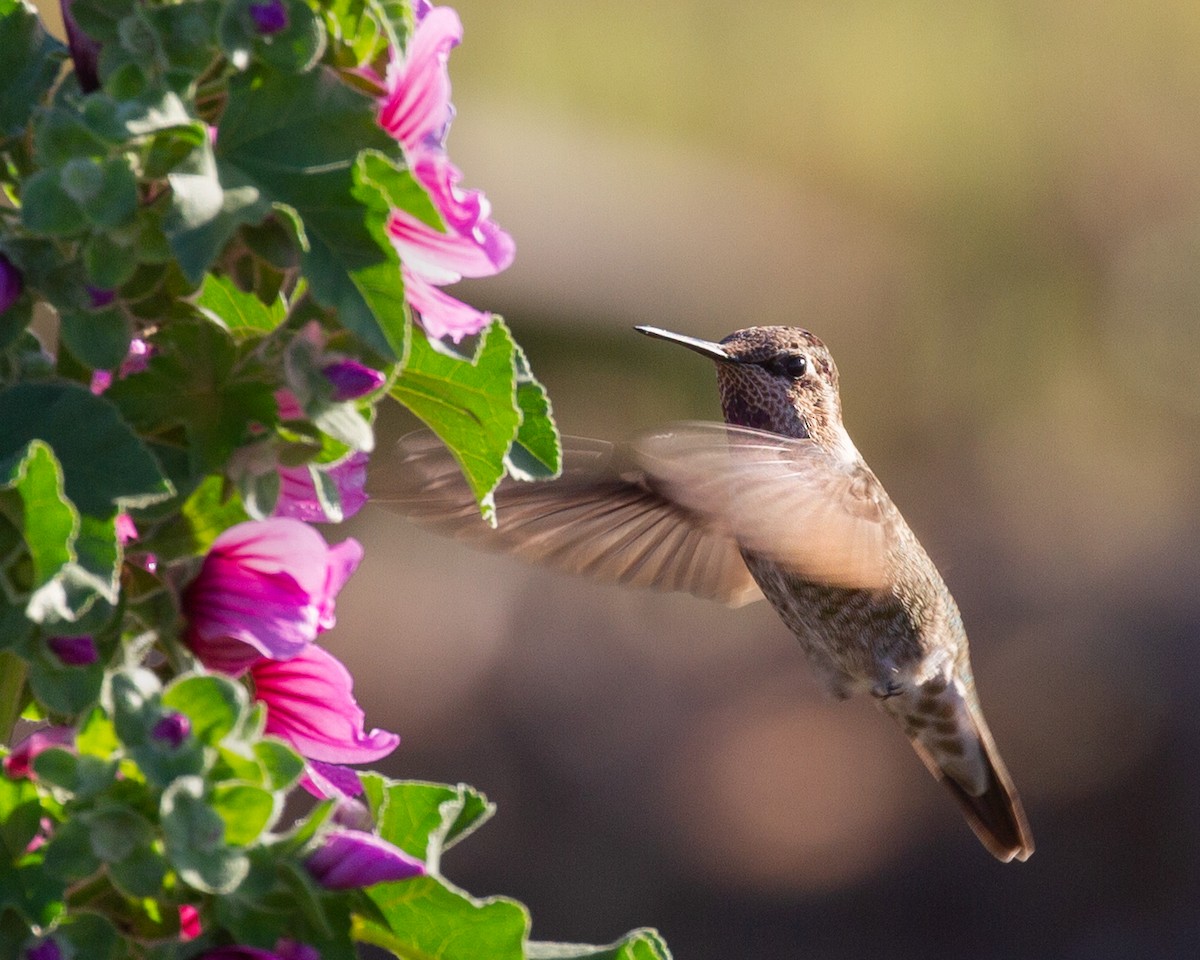 Anna's Hummingbird - Lexi Roberts 🐧