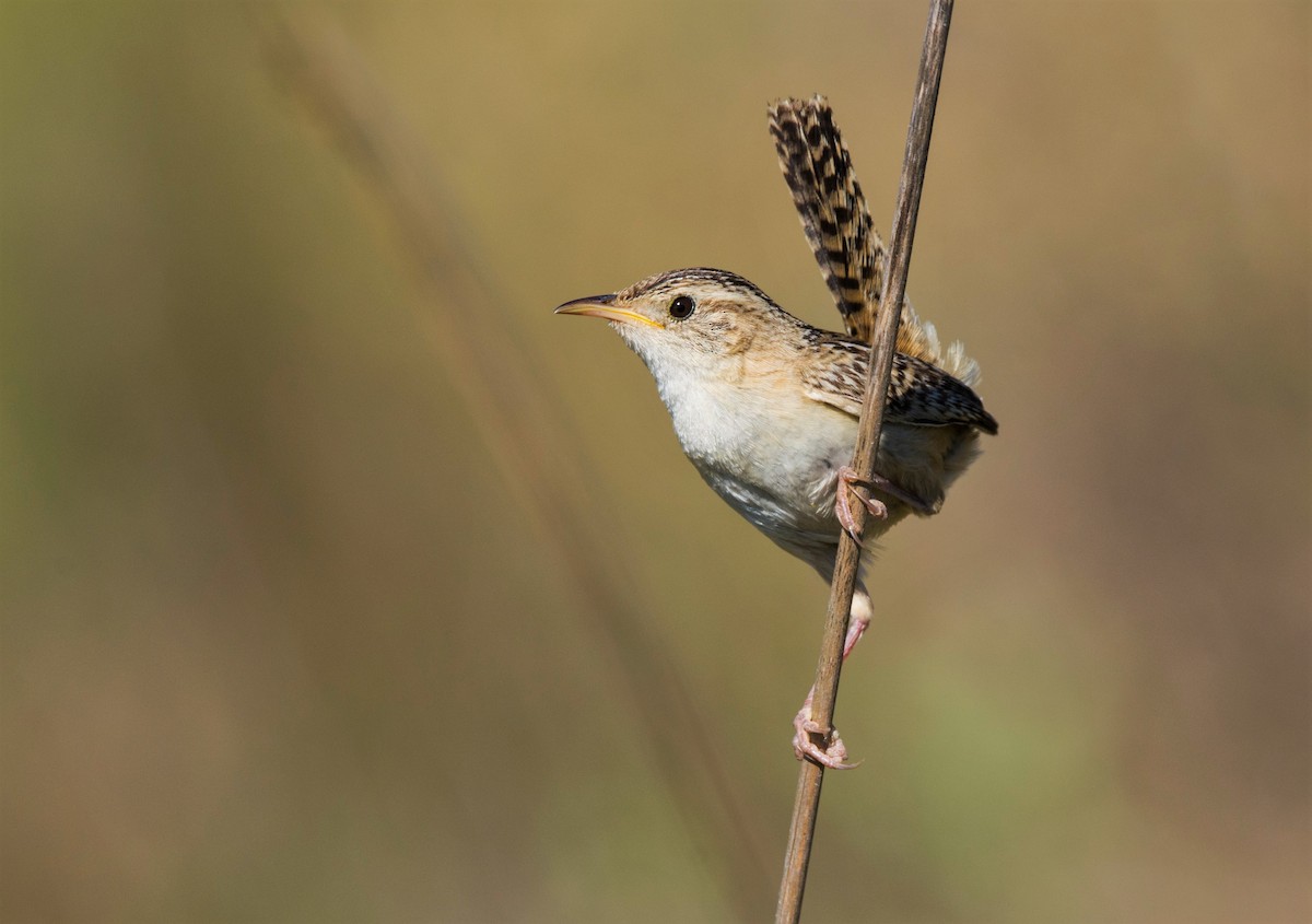 Grass Wren - ML383496201