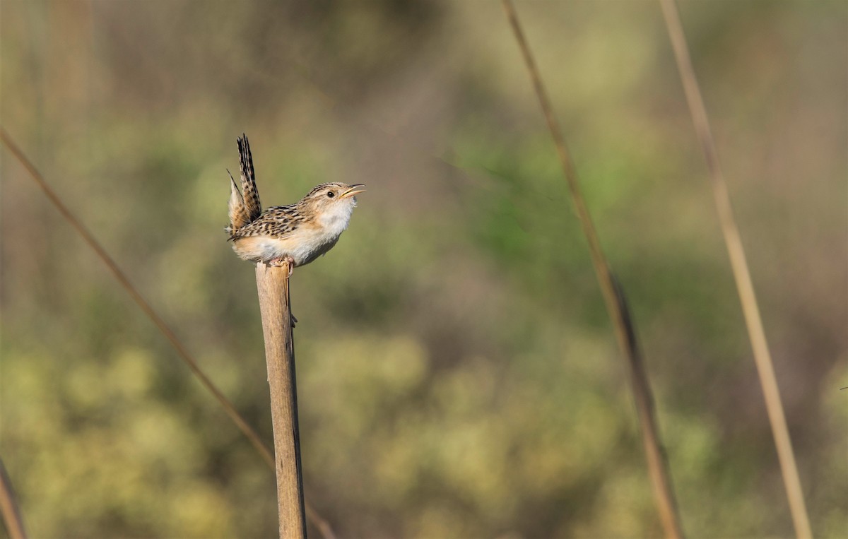 Grass Wren - ML383496211