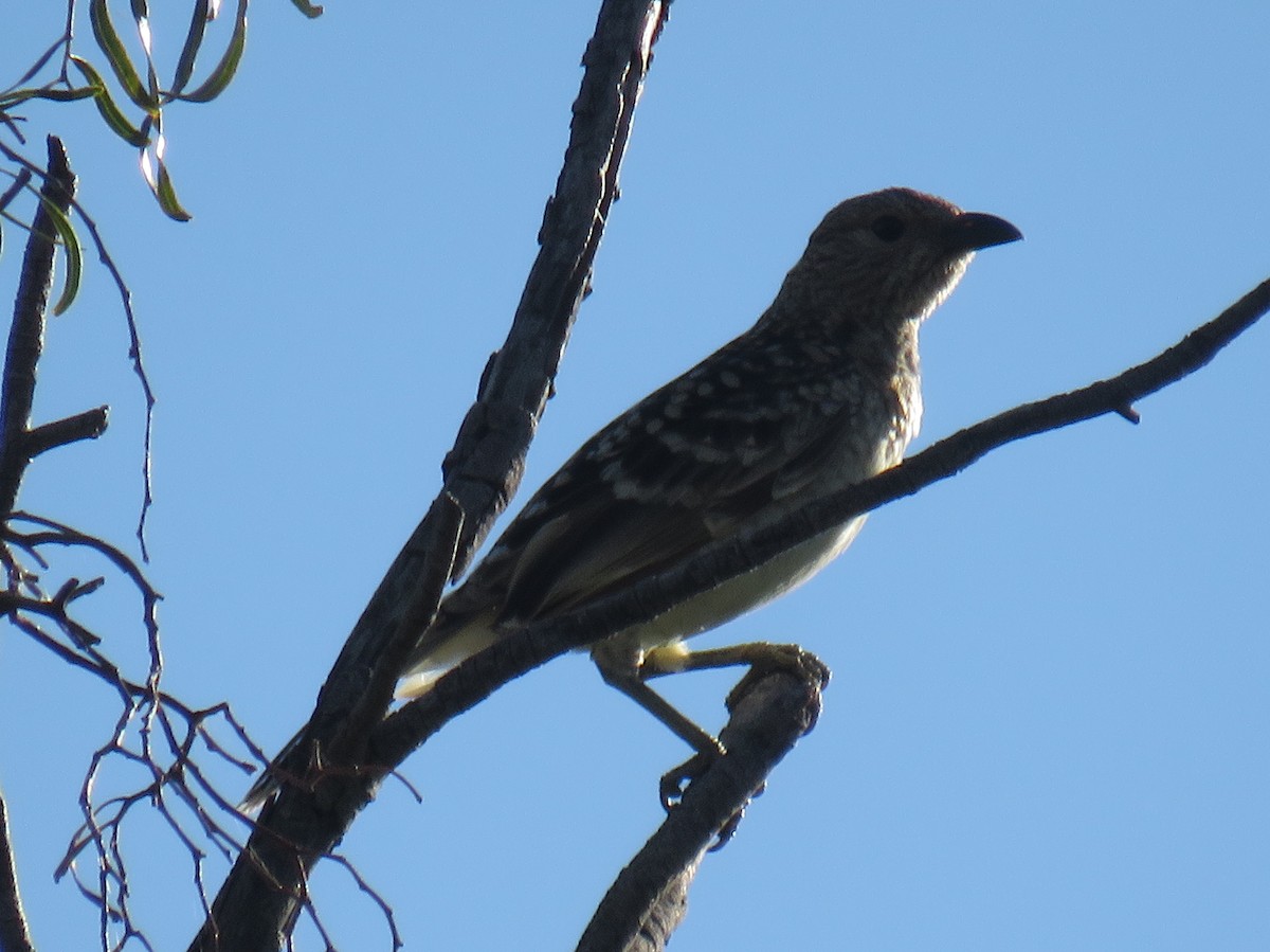 Spotted Bowerbird - ML383496741