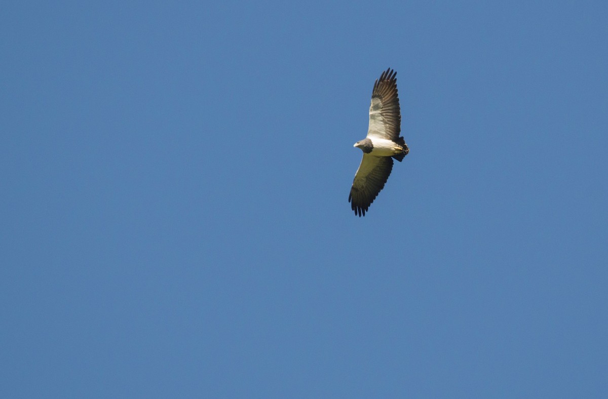 Black-chested Buzzard-Eagle - ML383497121