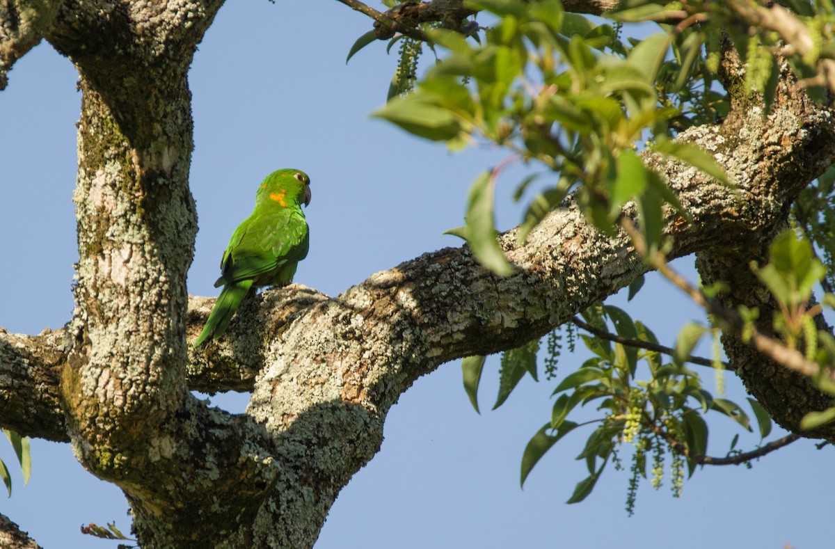 White-eyed Parakeet - Joaquin Muñoz