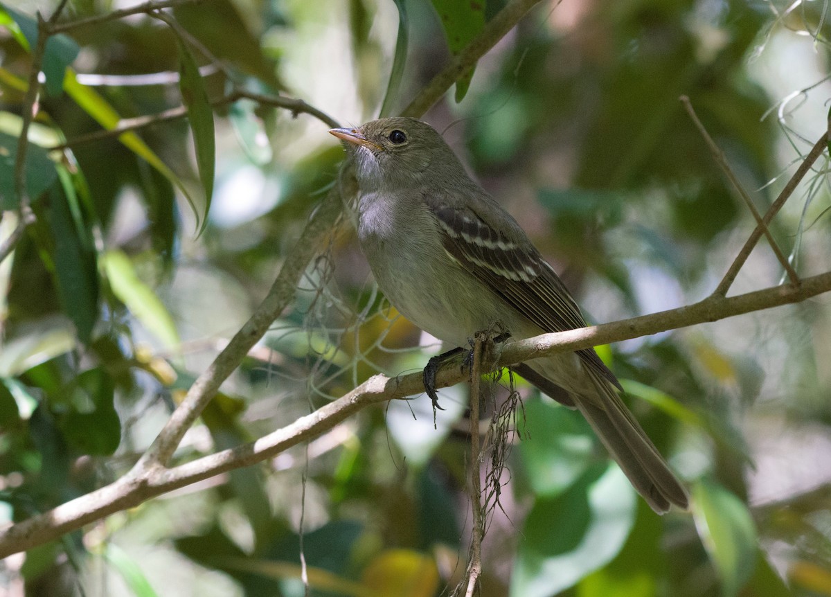 Olivaceous Elaenia - Joaquin Muñoz