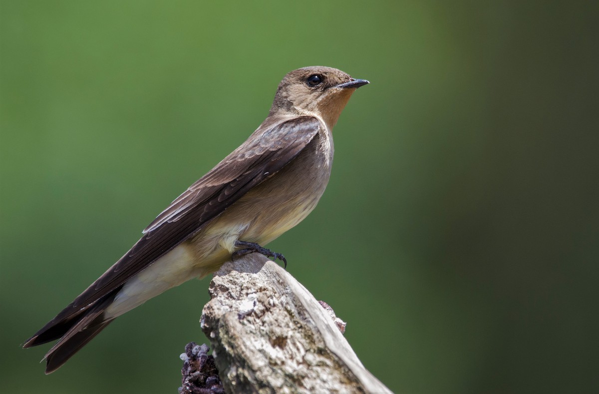 Southern Rough-winged Swallow - Joaquin Muñoz