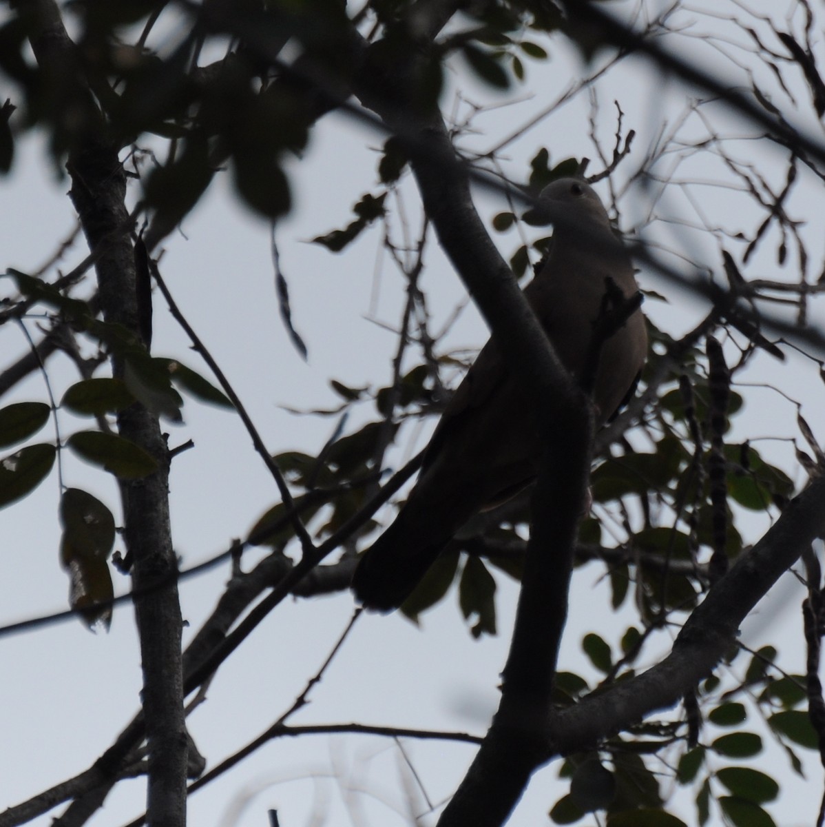 White-tipped Dove - ML383497621