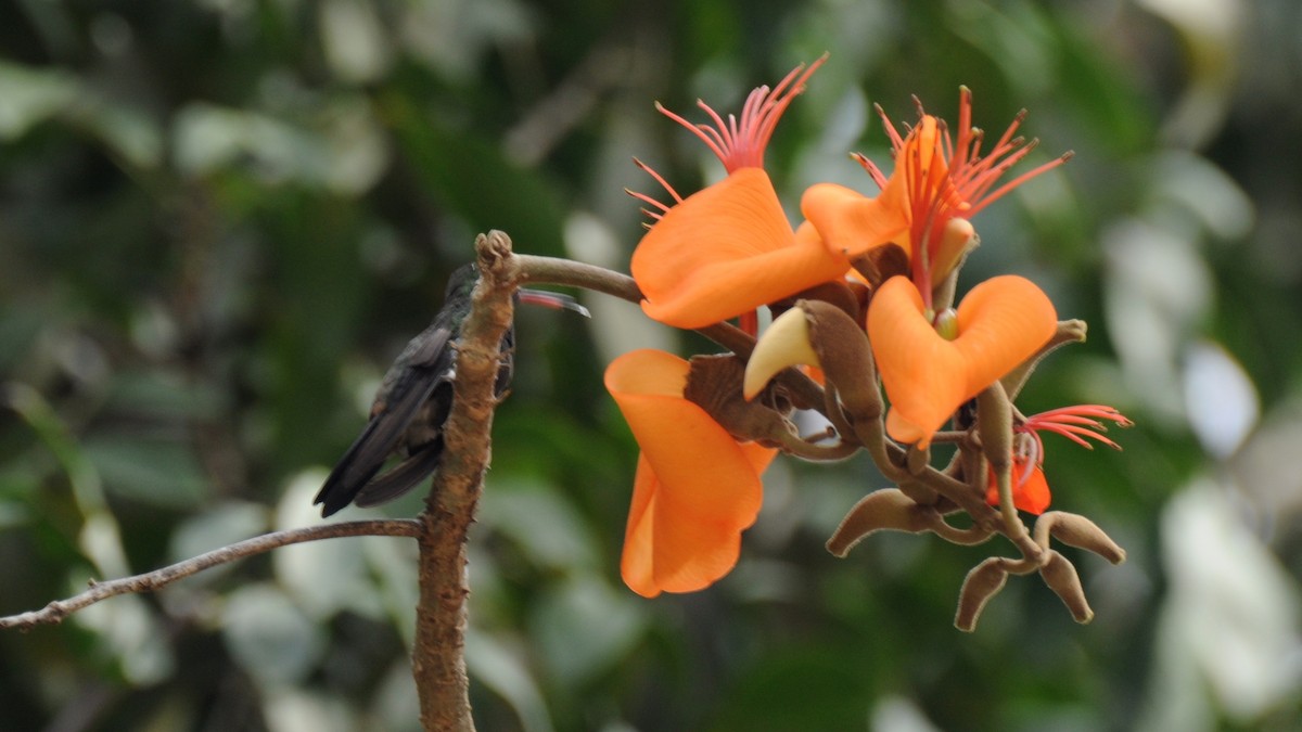 Copper-rumped Hummingbird - ML383497771