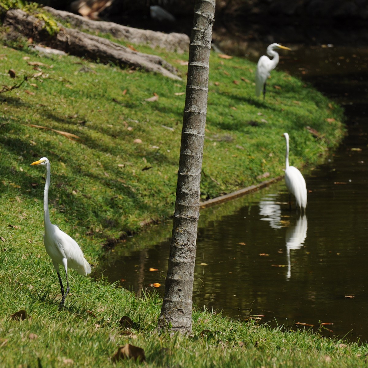 Great Egret - ML383498481