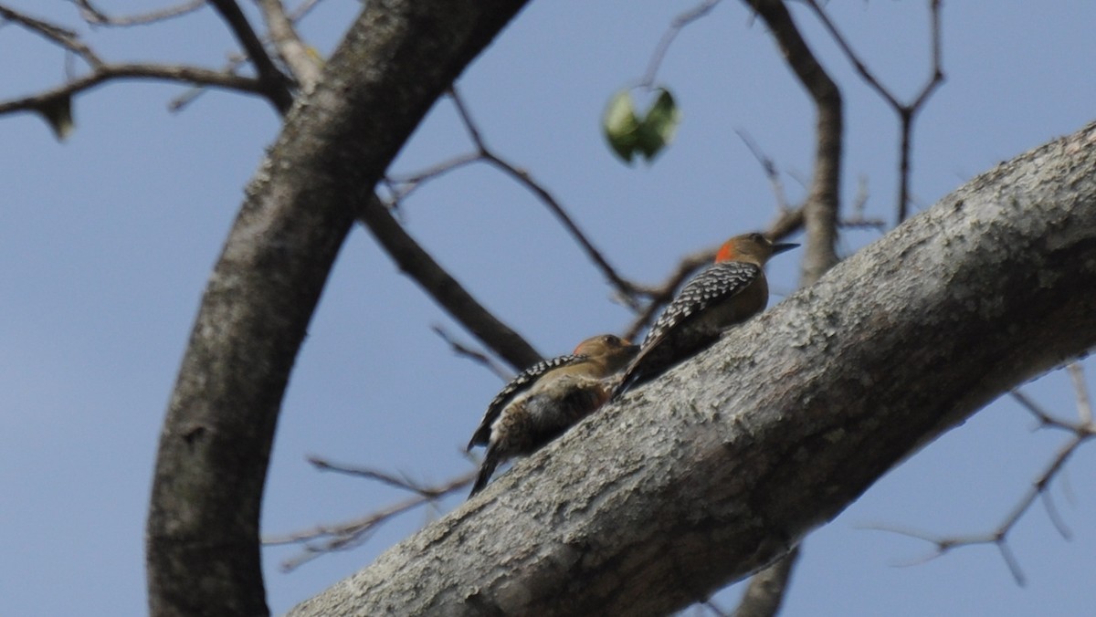 Red-crowned Woodpecker - Diana Flora Padron Novoa