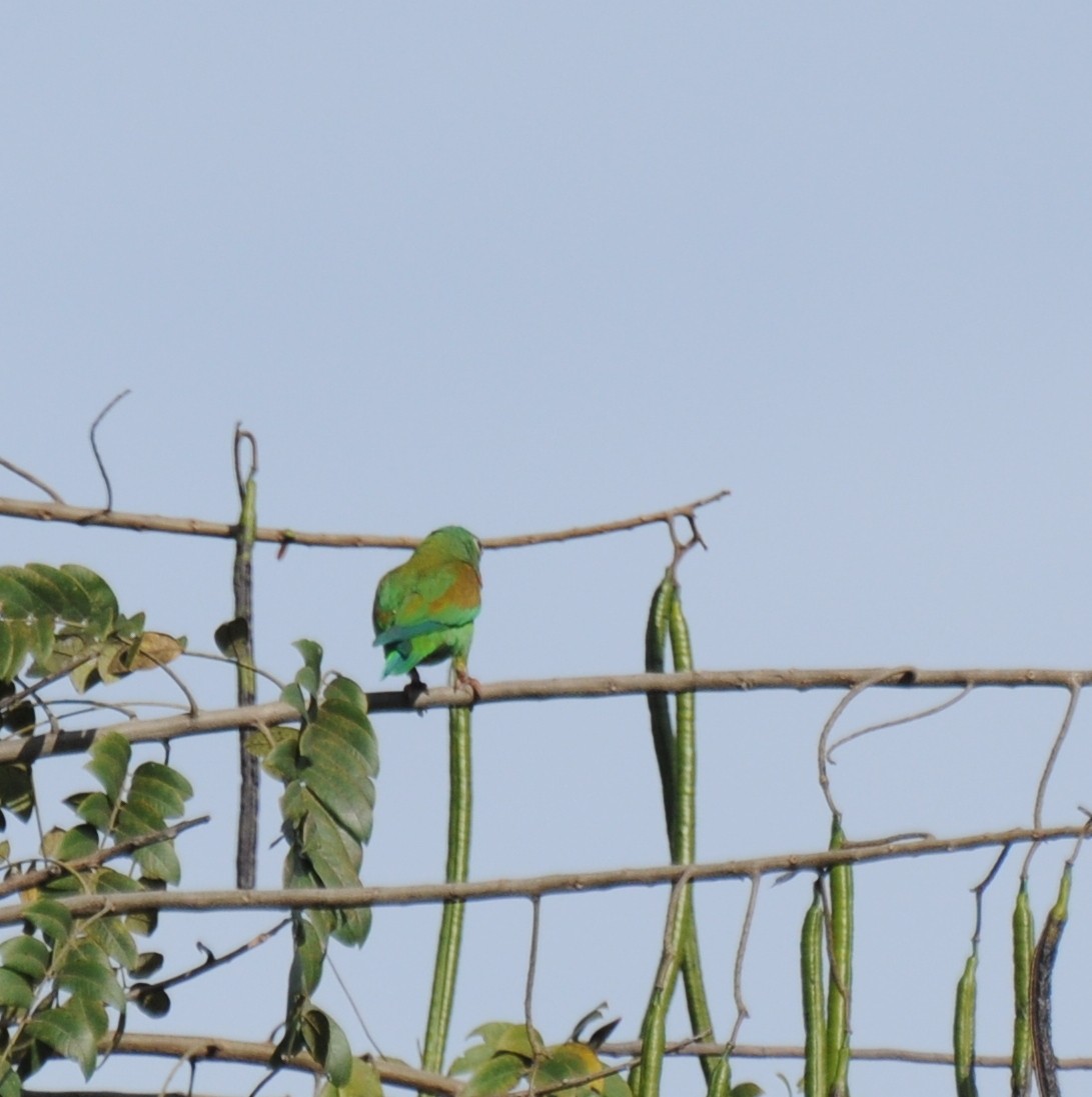 Orange-chinned Parakeet - ML383498941