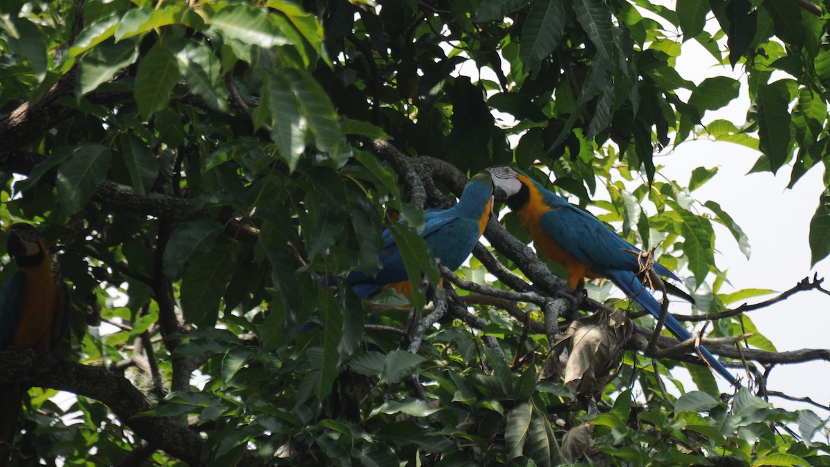 Blue-and-yellow Macaw - ML383499061