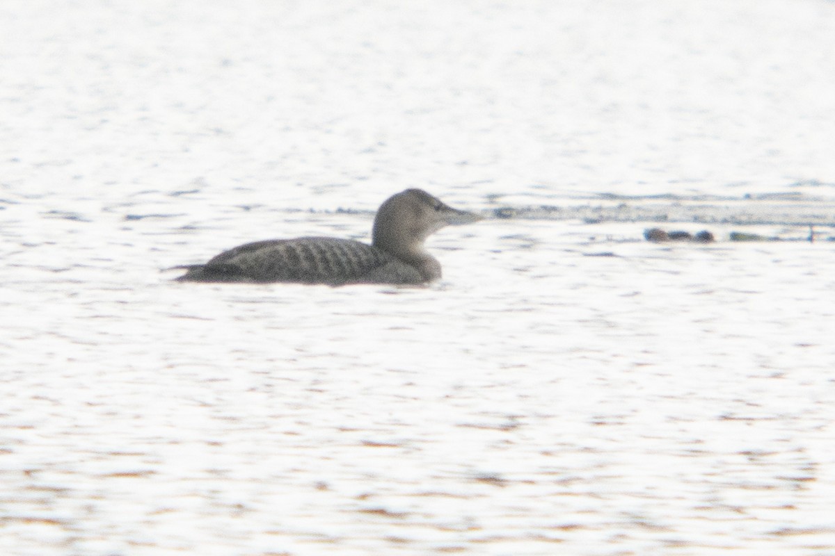 Yellow-billed Loon - Emily Weiser