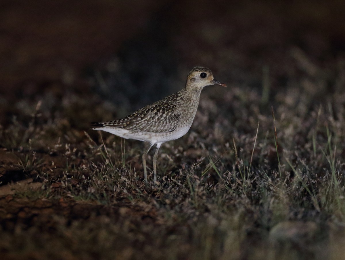 Pacific Golden-Plover - ML383499561