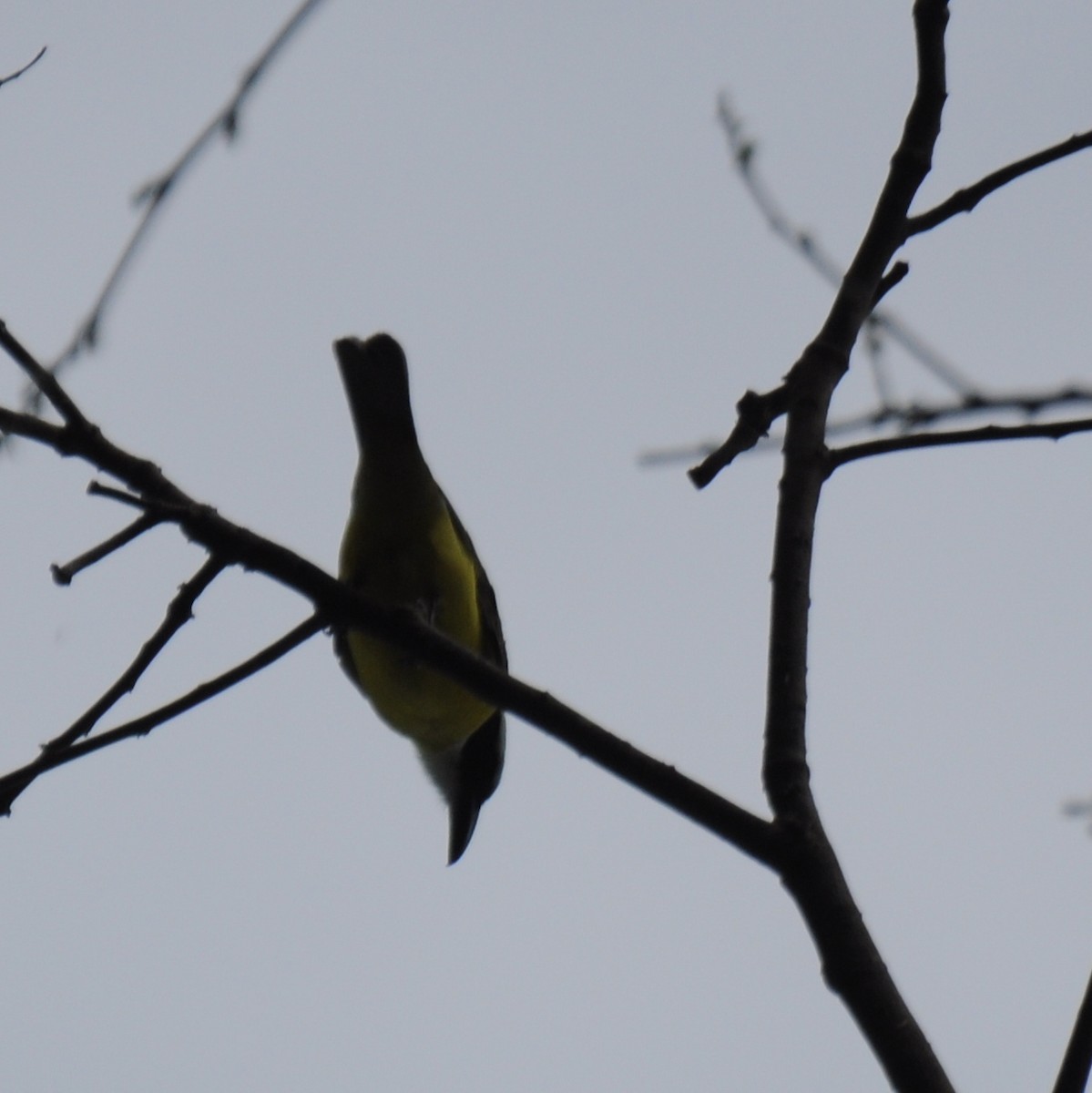 Boat-billed Flycatcher - ML383500141