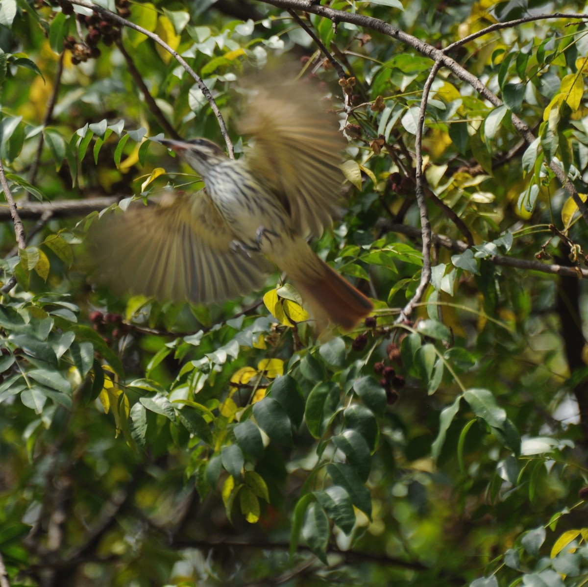 Streaked Flycatcher - ML383500401