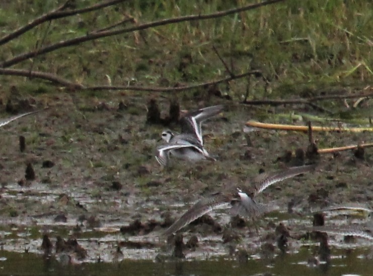 Phalarope à bec large - ML383500671