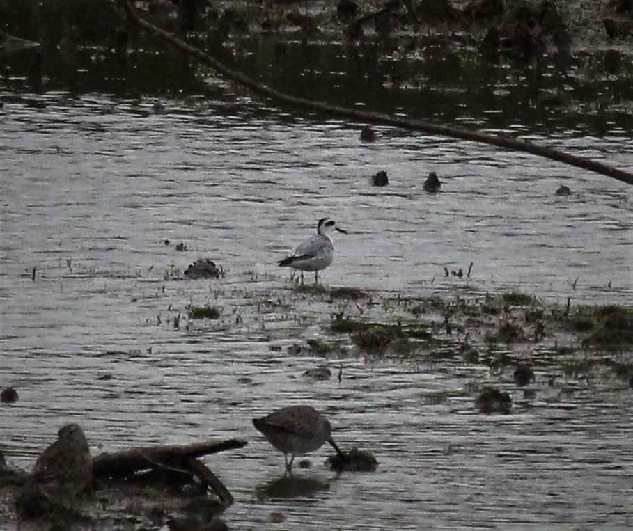 Red Phalarope - Nels Nelson