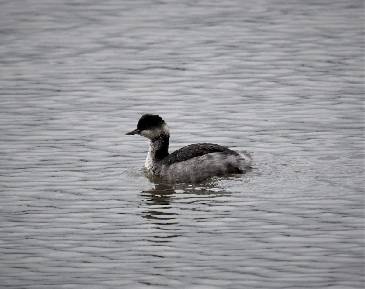 Eared Grebe - ML383500891